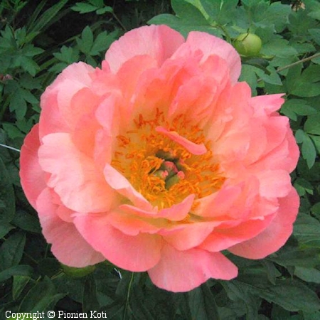 Paeonia Coral Sunset-PK